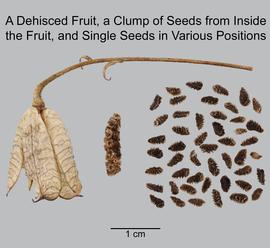   Fruit, seeds:   Aconitum columbianum ; Photo by D. Walters and L. Seastone, USDA APHIS PPQ, imageID.idtools.org
